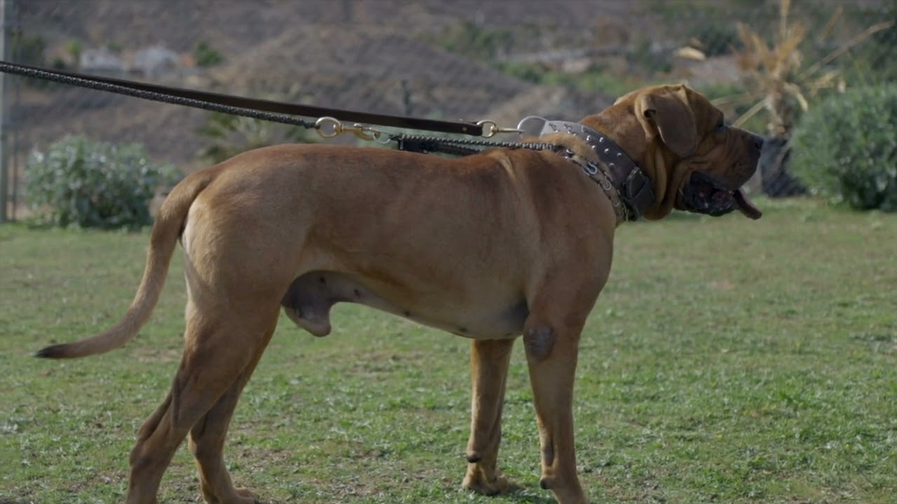 The Tosa Inu: The Most Banned Dog and Why It Matters