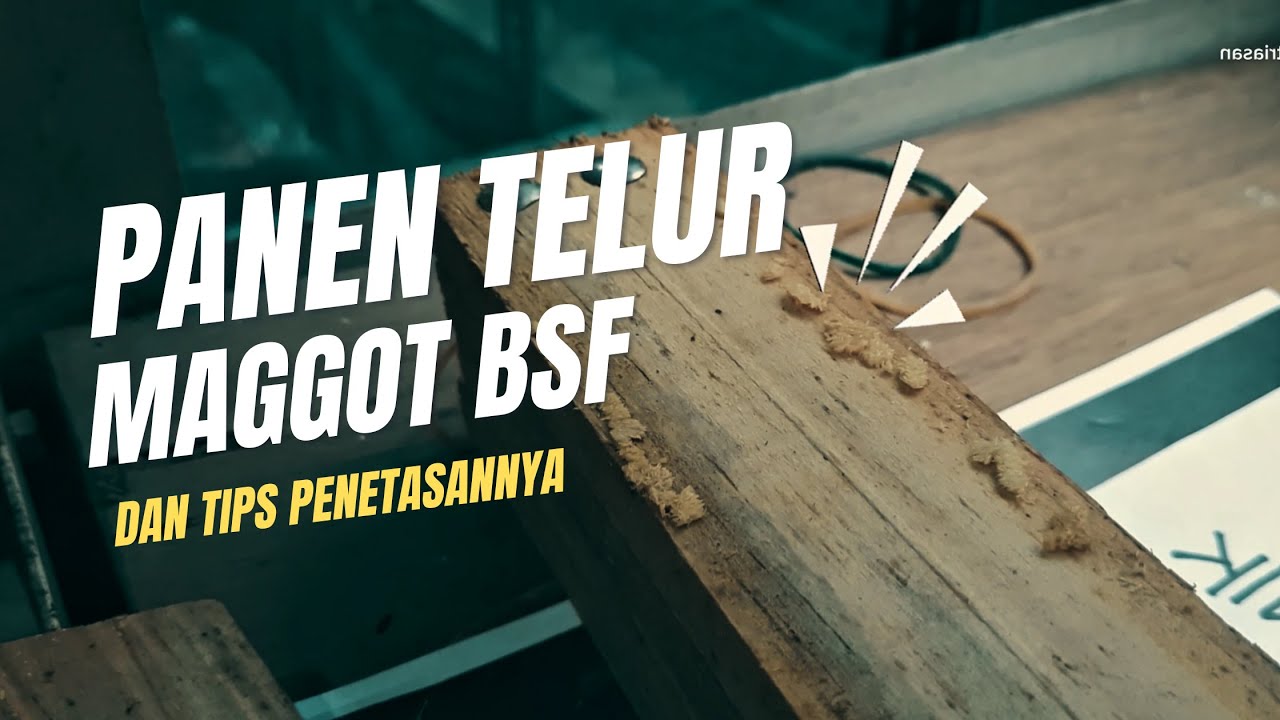 Panen Telur Maggot BSF dan Tips Penetasannya