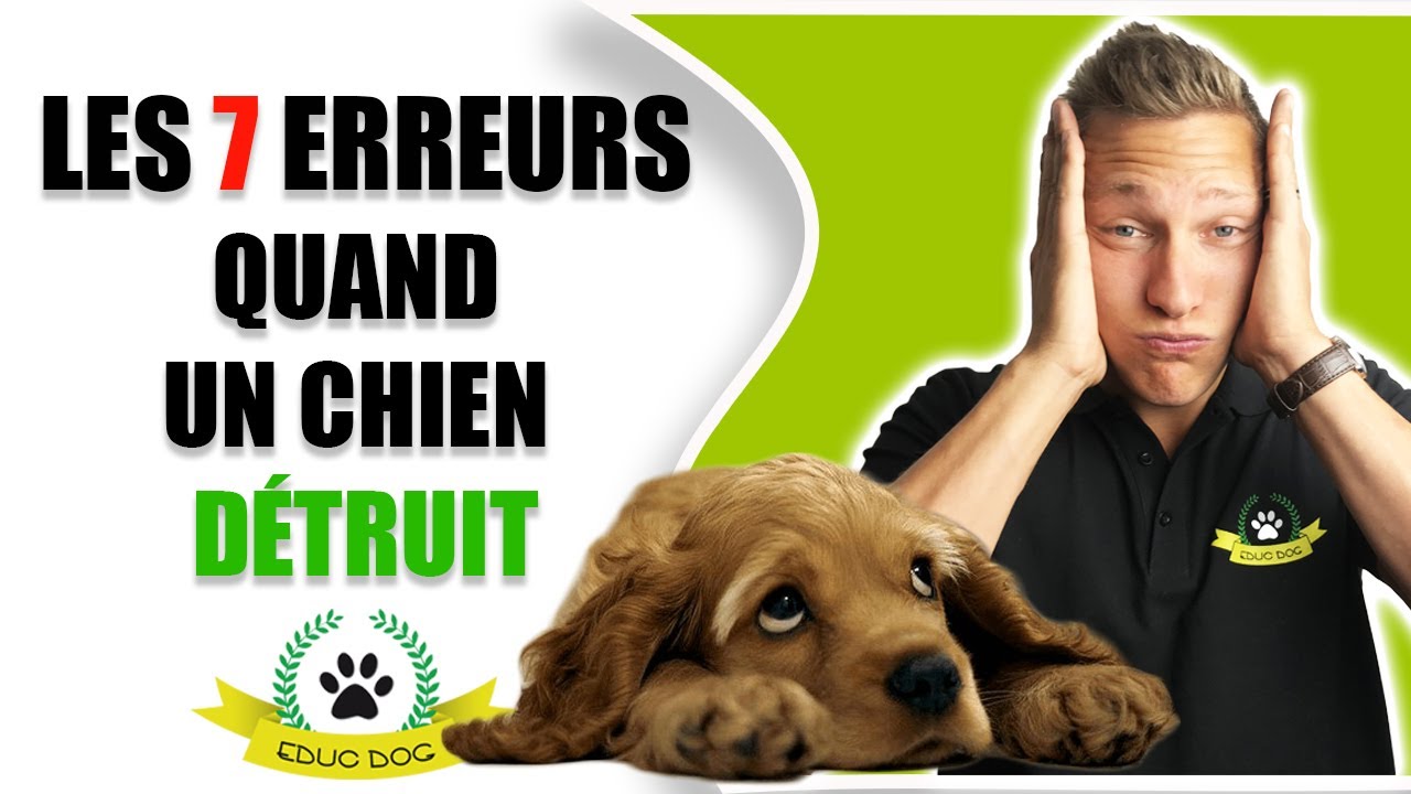 Chien destructeur : ne faites surtout jamais ça !