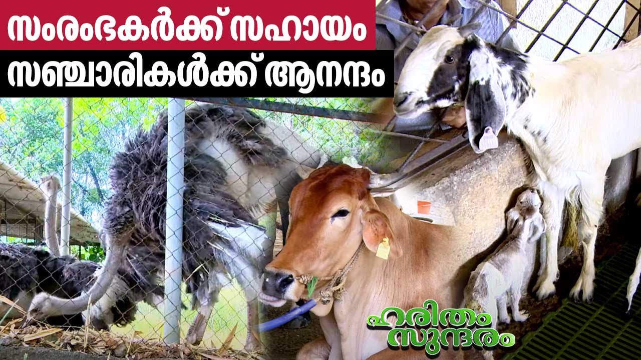 കൊല്ലം കുര്യോട്ടുമലഫാം വിശേഷങ്ങൾ | Kuriyottumala Hi-Tech Farm | Haritham Sundaram EP 474