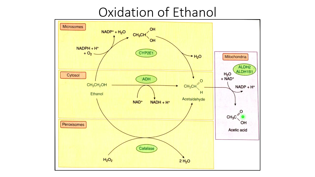 Part 4 Metabolism and Transport 50 slides