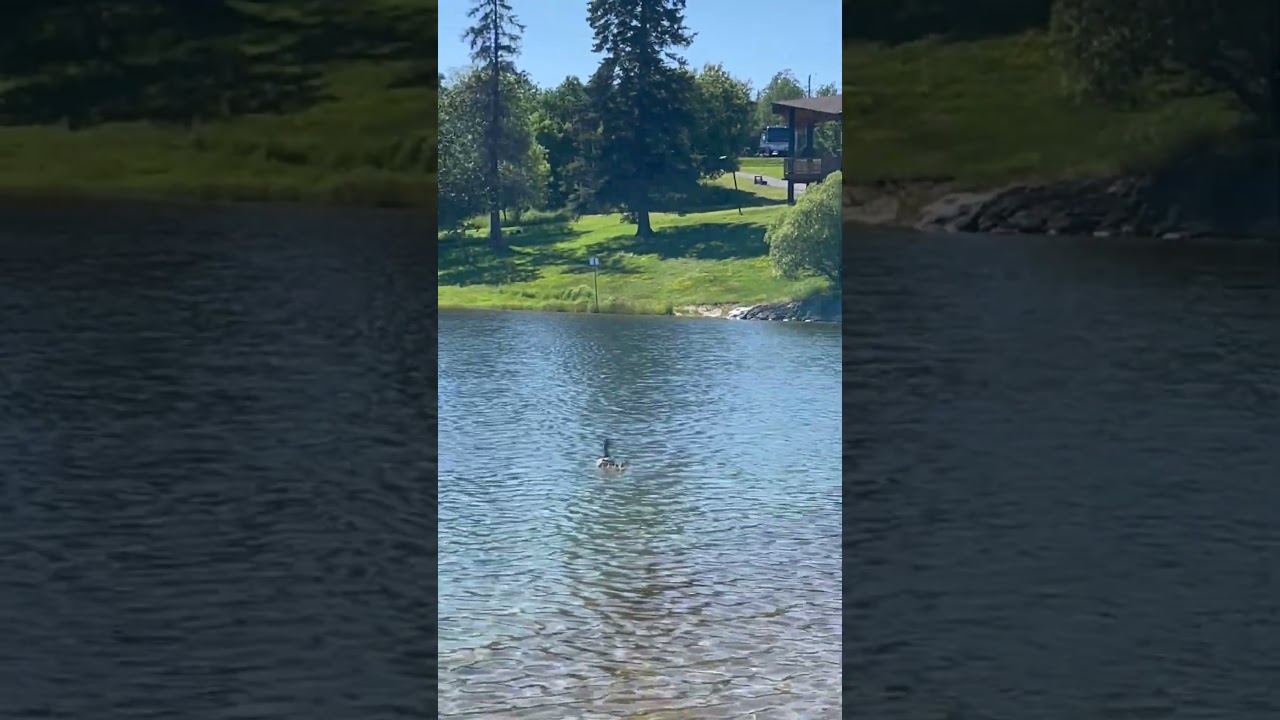Relaxing Duck Family Swim in Anicinabe Park with Soothing Music #nature #relaxingoceansounds