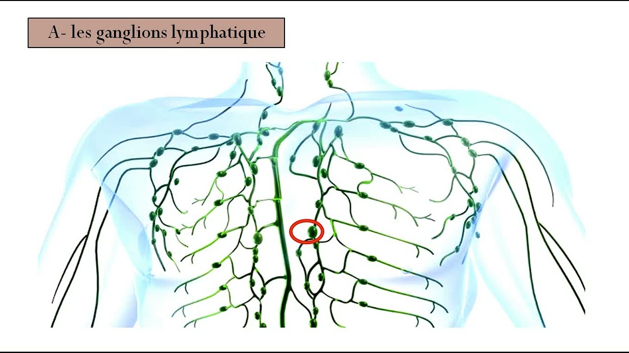 les organes lymphoides