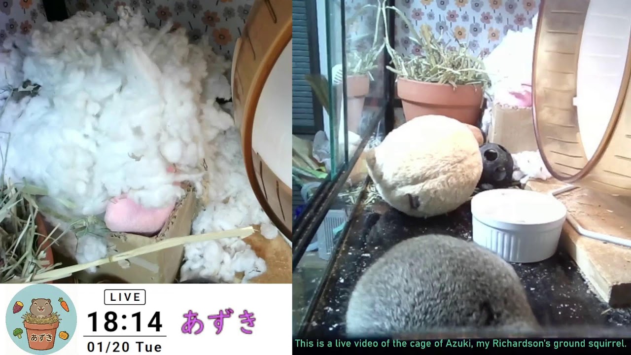 2026-01-20  また雪なの？気を付けて昼寝しよう