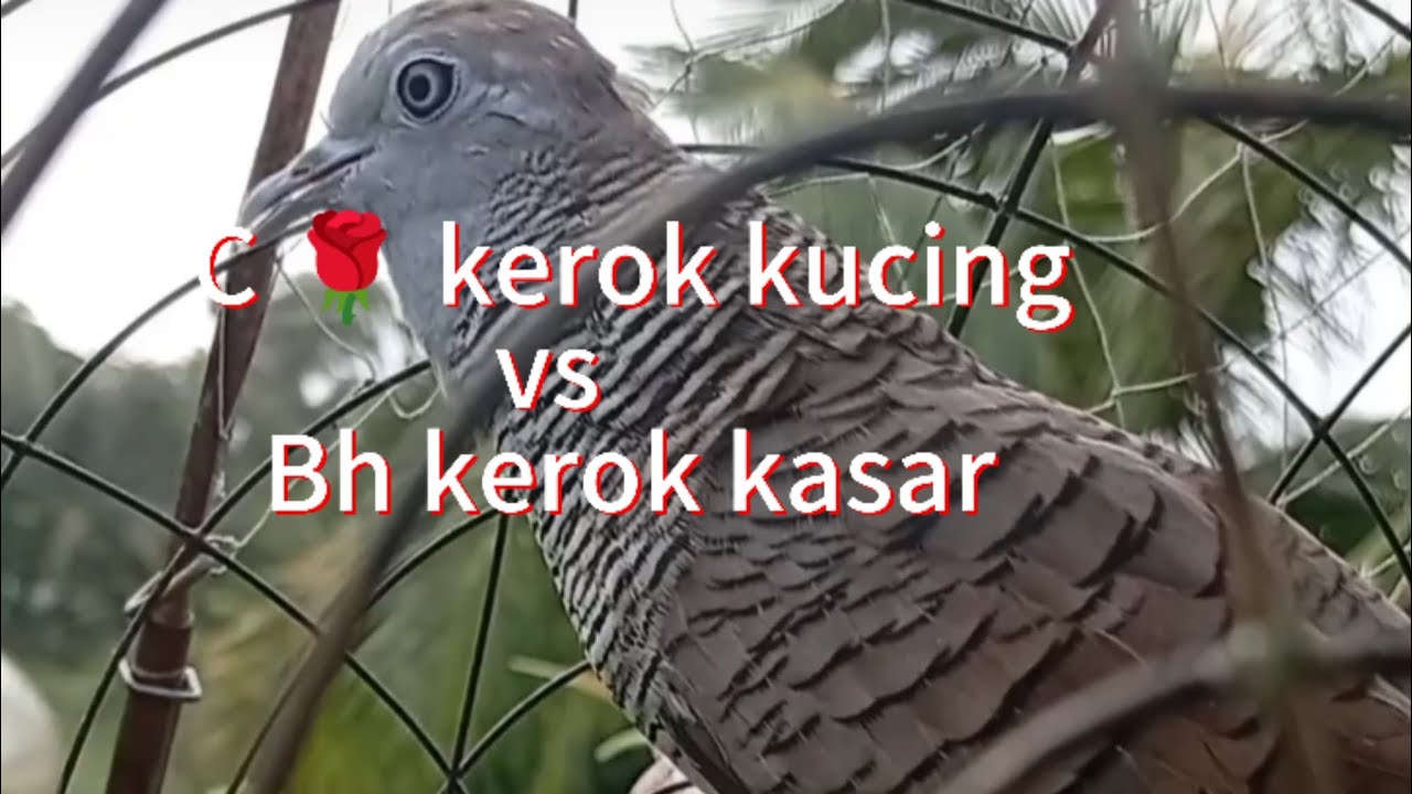 C 🌹 slalu kumpau