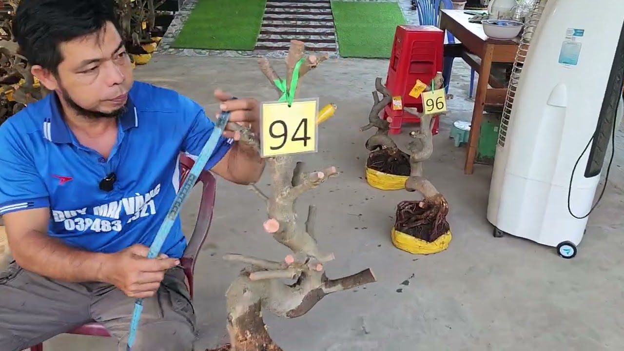 16/3  a Duy 0384834321 Phôi mai giảo bonsai đế đẹp giá rẻ