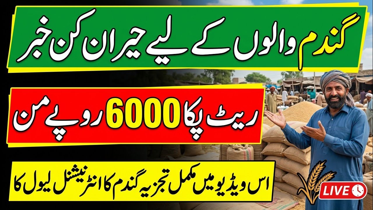 Today Wheat Price in Punjab 😲/Gundam kay Rates Today 2026/munji makki till sarso/Galla mandi rate 