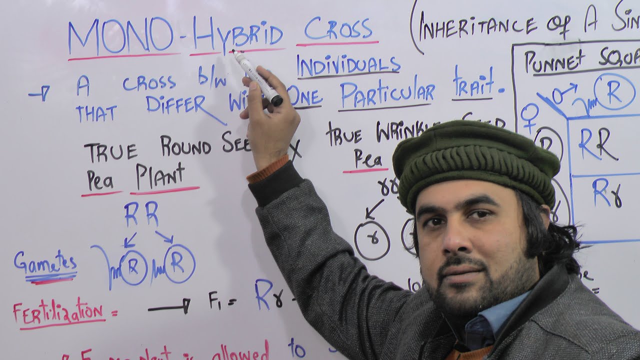 LEC #4 | Monohybrid Cross | Inheritance of Single Trait | Inheritance | By Lecturer Sajjad khan |