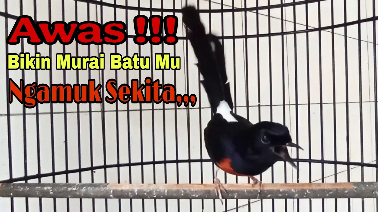PANCINGAN MURAI MURAI SUARA KASAR MENCARI LAWAN 99% AMPUH BIKIN MURAI BATU SEKETIKA LANGSUNG NGAMUK