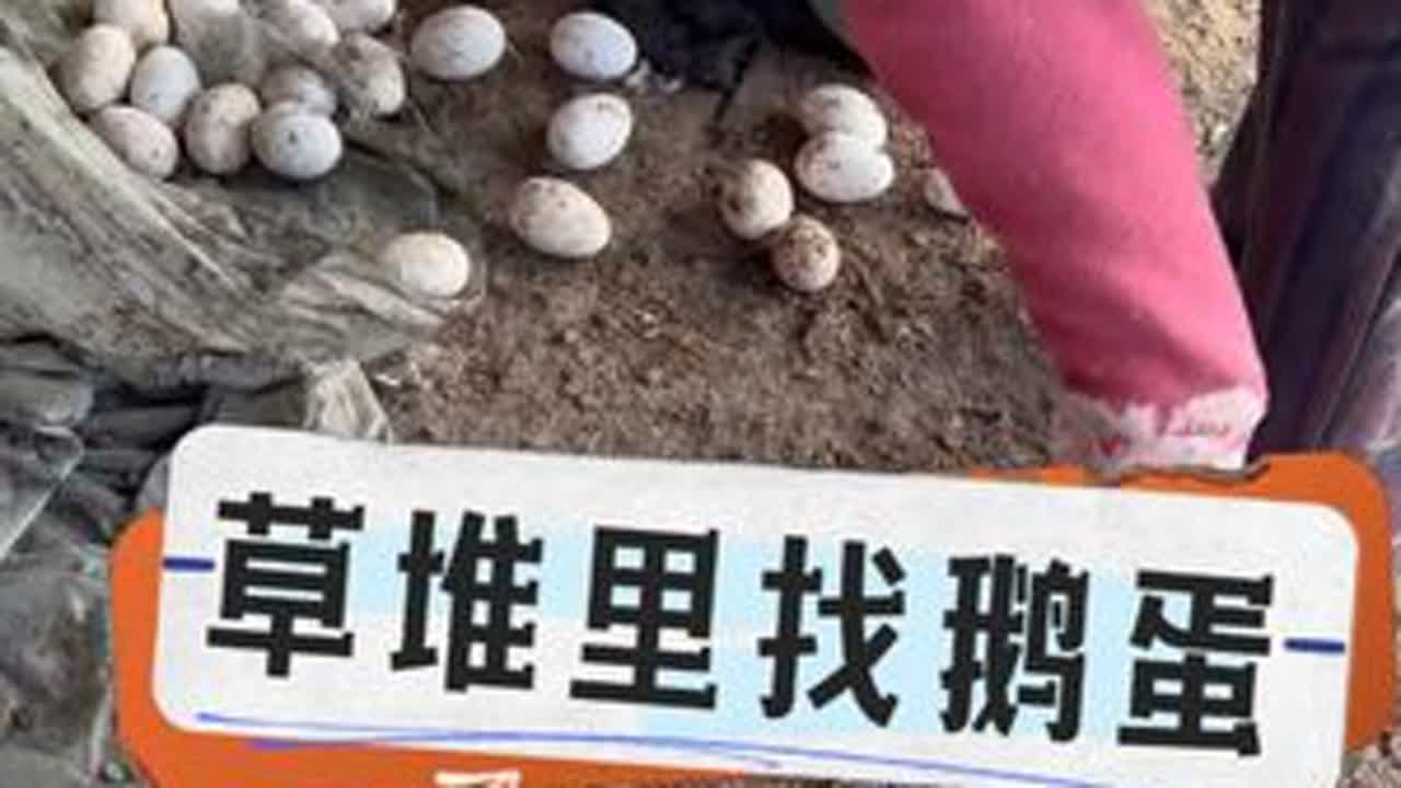最近买蛋的家人问我是自己家鹅下的吗！今天来个有图有真相 #热点 #记录真实生活 #农村生活 #生活 #农村
