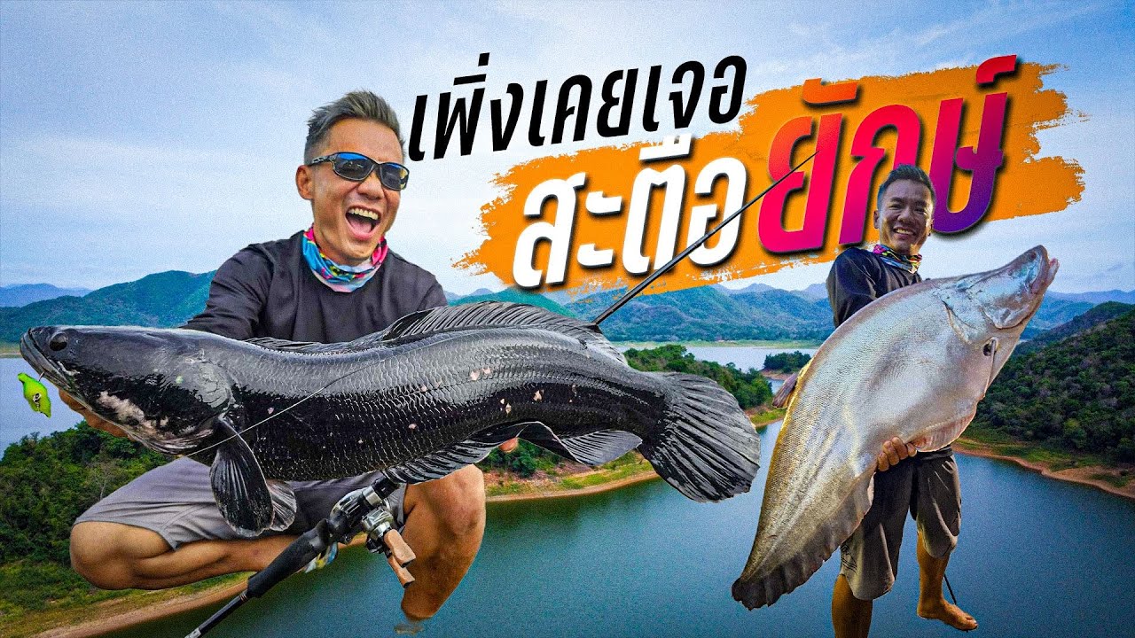 ฤดูชะโดดำแต่มาเจอสะตือยักษ์ ใหญ่ขนาดนี้เพิ่งเคยเห็น!