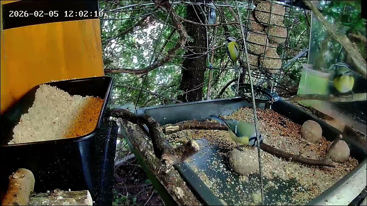 Mittags an der Nuss-Tanke wird entspannt viel gefuttert (05.02.2026)
