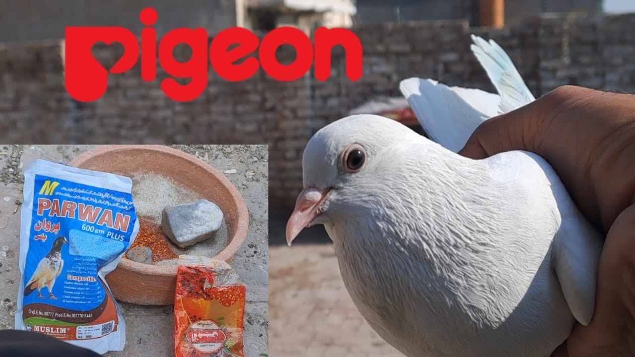 pigeon daily program by pigeonroz
