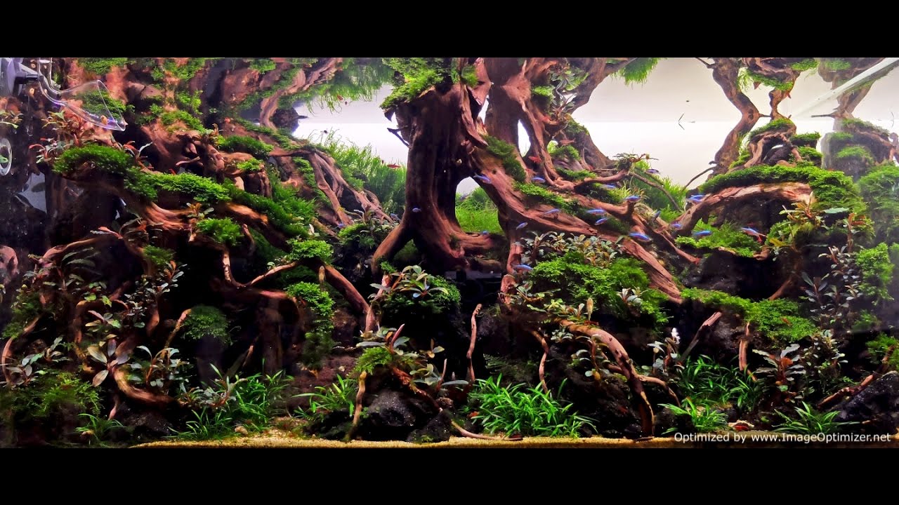 Building hardscape in planted tanks