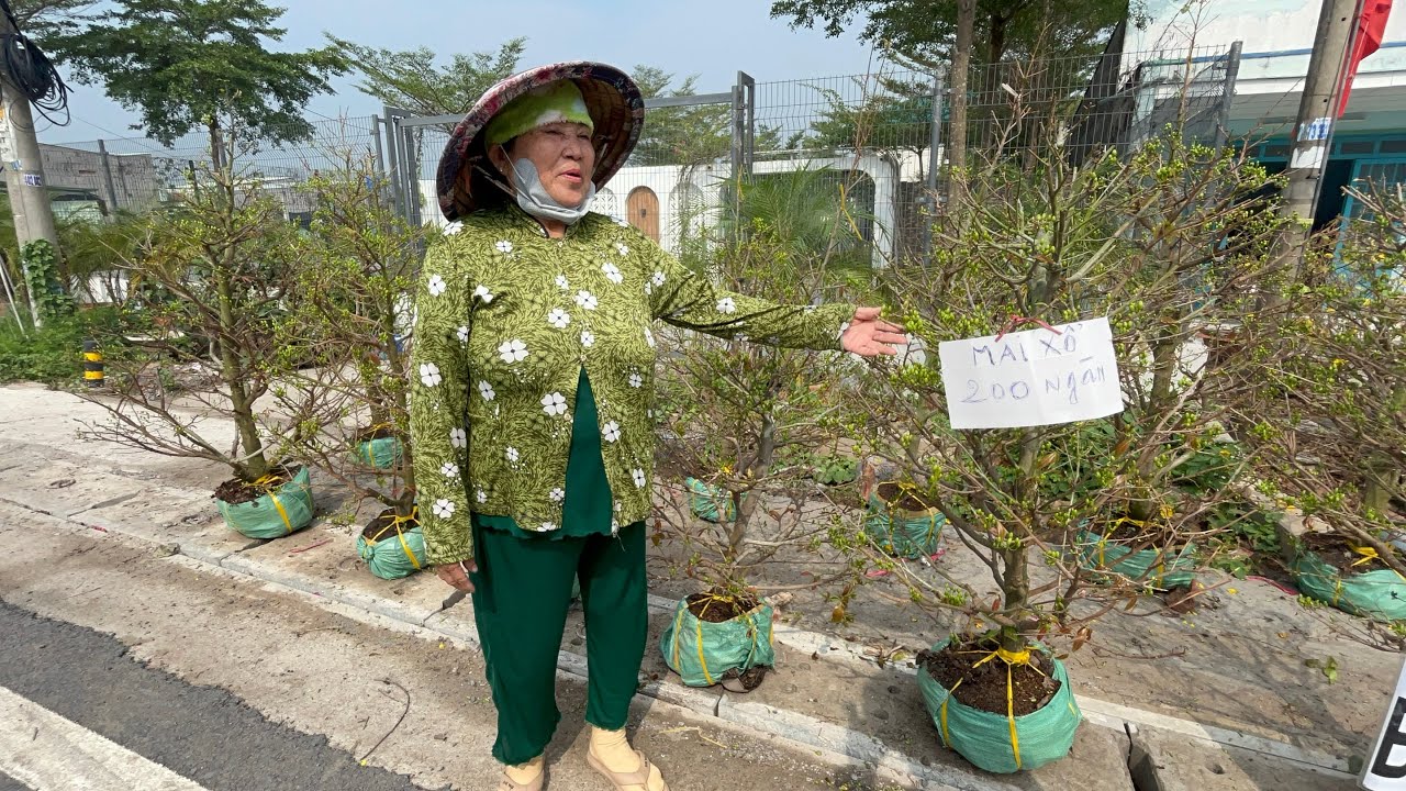 Vườn Mai Bán 200k Không Ai Mua Không Tiền Ăn Tết 