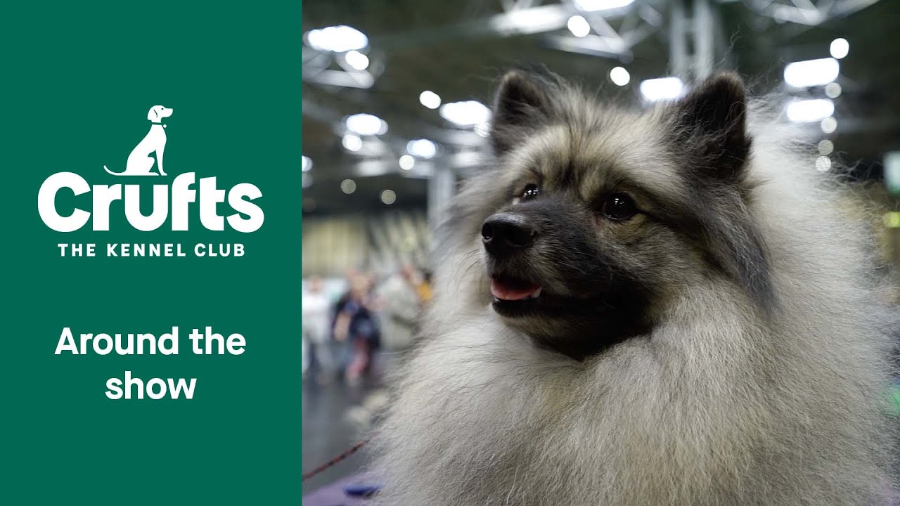 Super Saturday at Crufts 2022