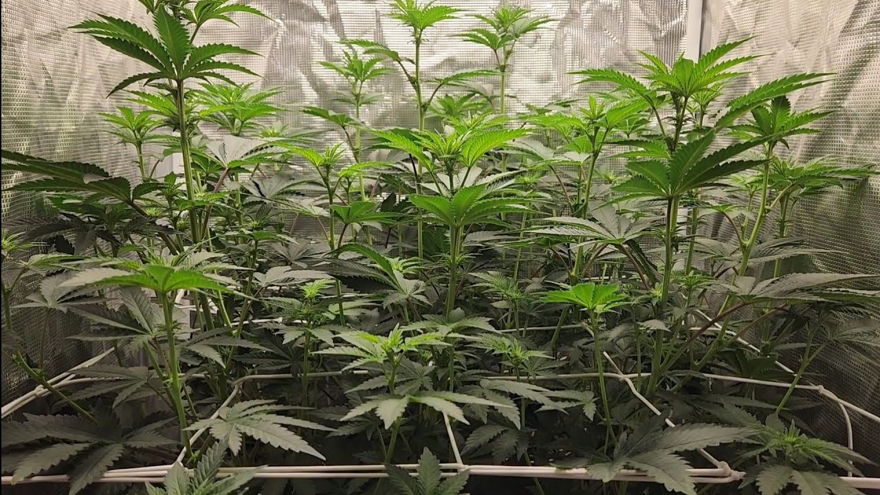 Grow your own cannabis OG lime killer flowering day 11 and 13