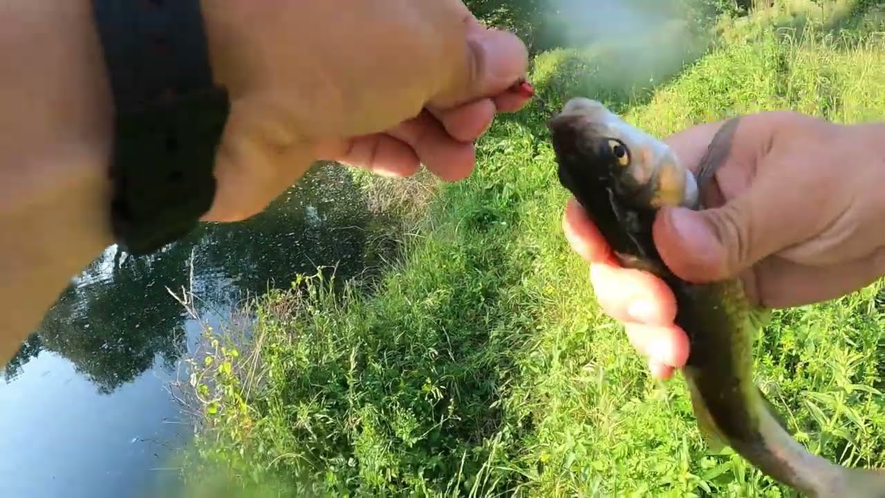 Microfishing σε ποτάμι - Έπιασα 3 νέα είδη!