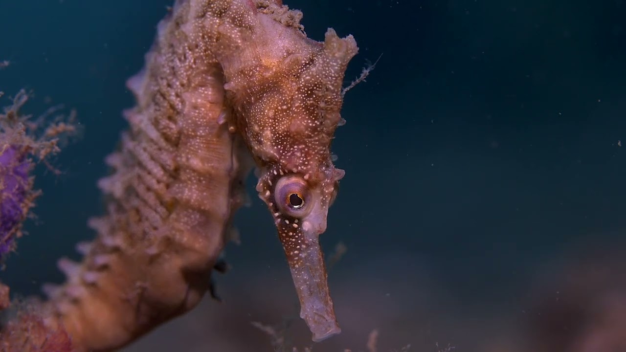 Underwater macro