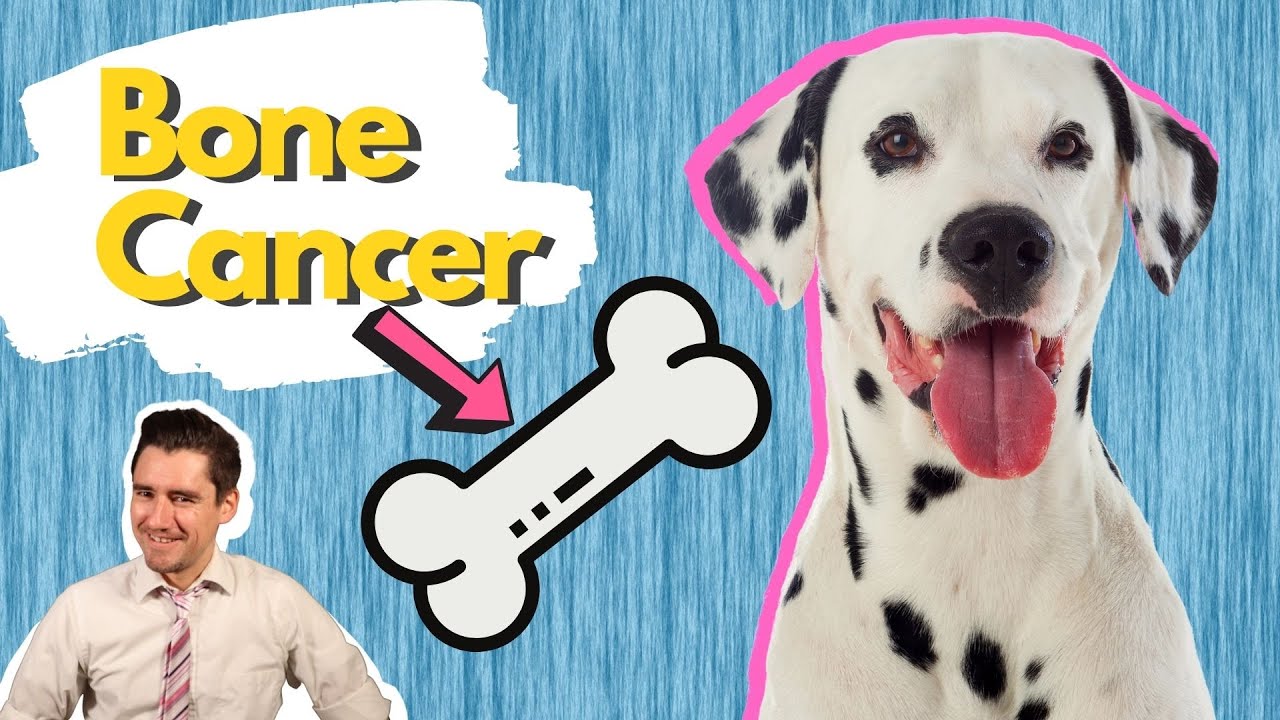 Bone Cancer in the Dogs.  Dr. Dan explains Osteosarcoma in the dog.