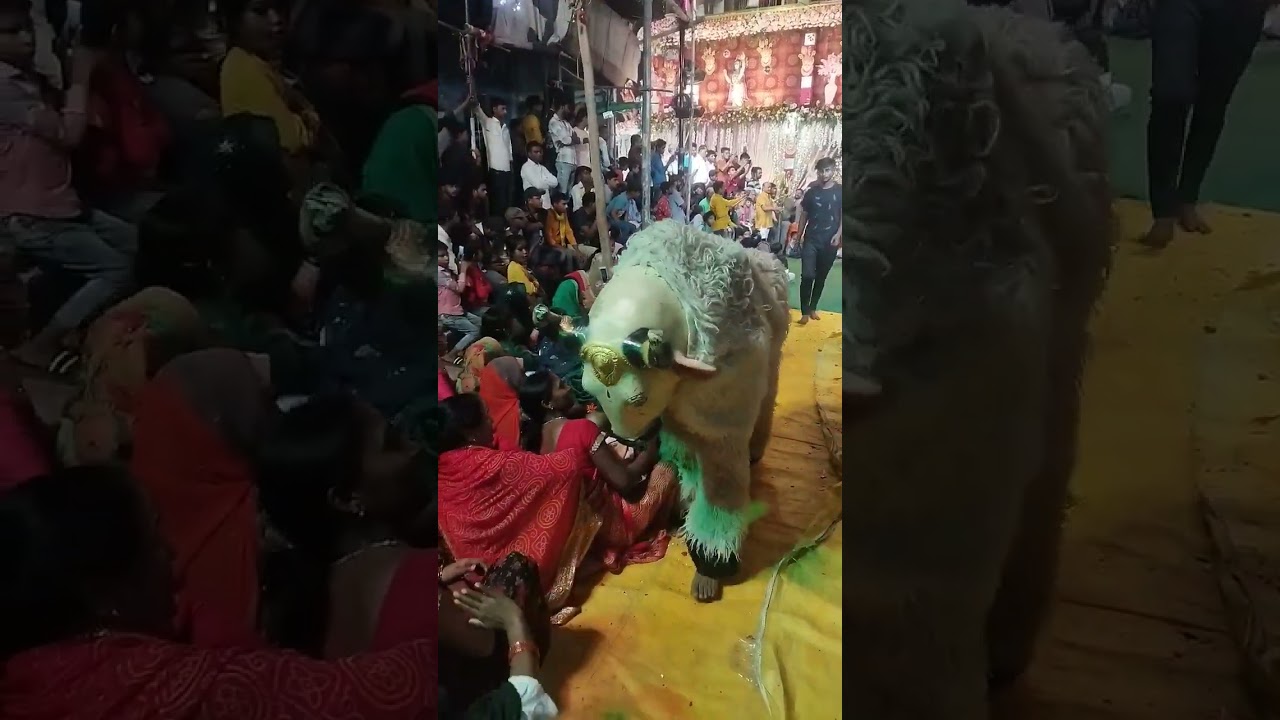 nandi baba #nandibaba #nandi #shorts #video #viral #ytshorts #youtubeshorts #youtube #jagran 🔥🔥😍❤&zwj;🩹👍