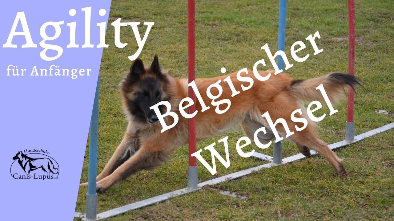 Agility Wechsel 