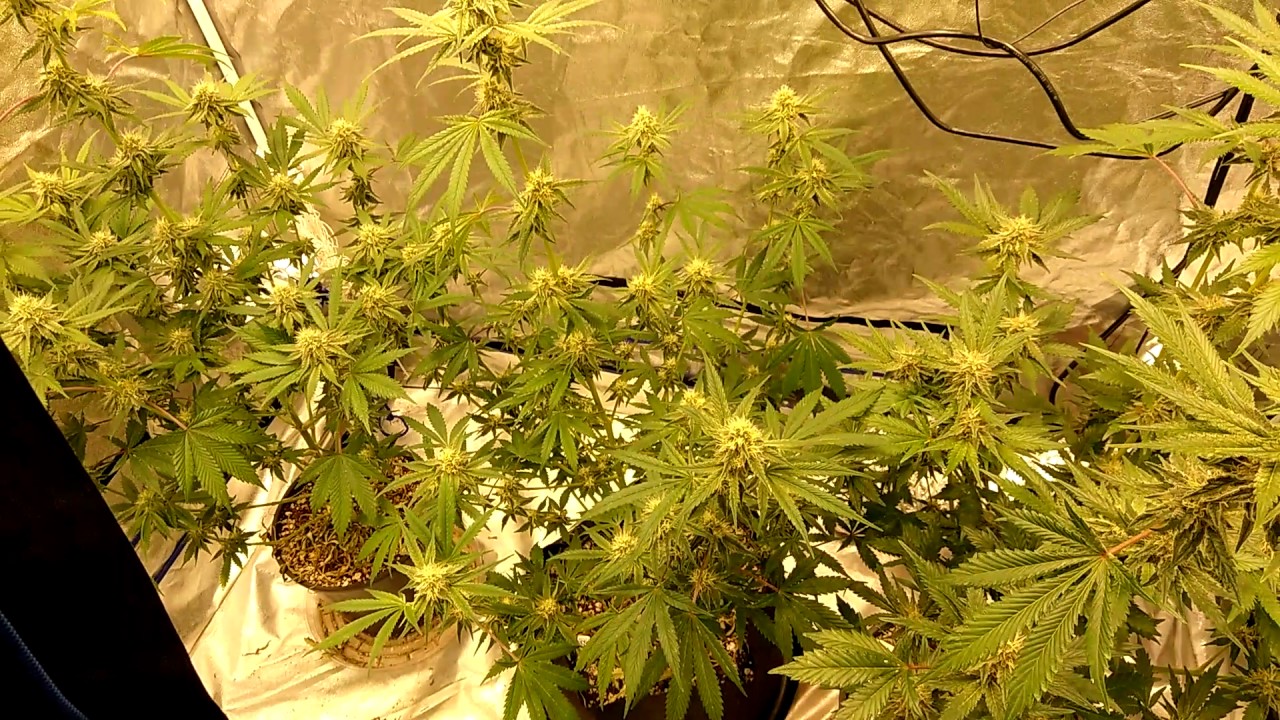 Purple Portal Update End of Week 5