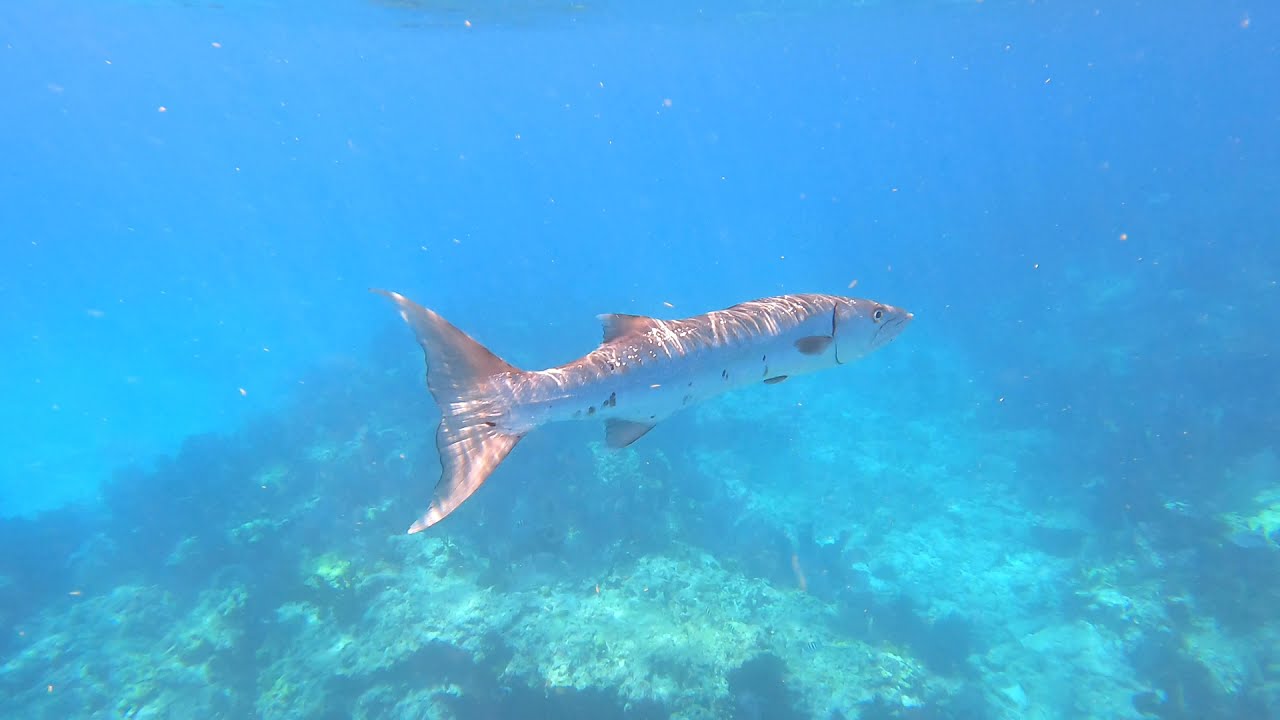 Key Largo, Florida. Chasing a shark and Barracuda in John Pennekamp. Snorkeling with a Gopro Hero 9.