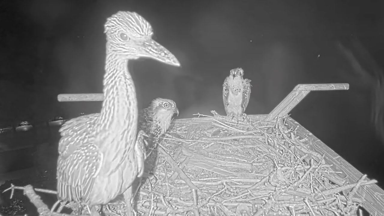A nighttime visitor & CO7's (Ding) flawless take off and landing !