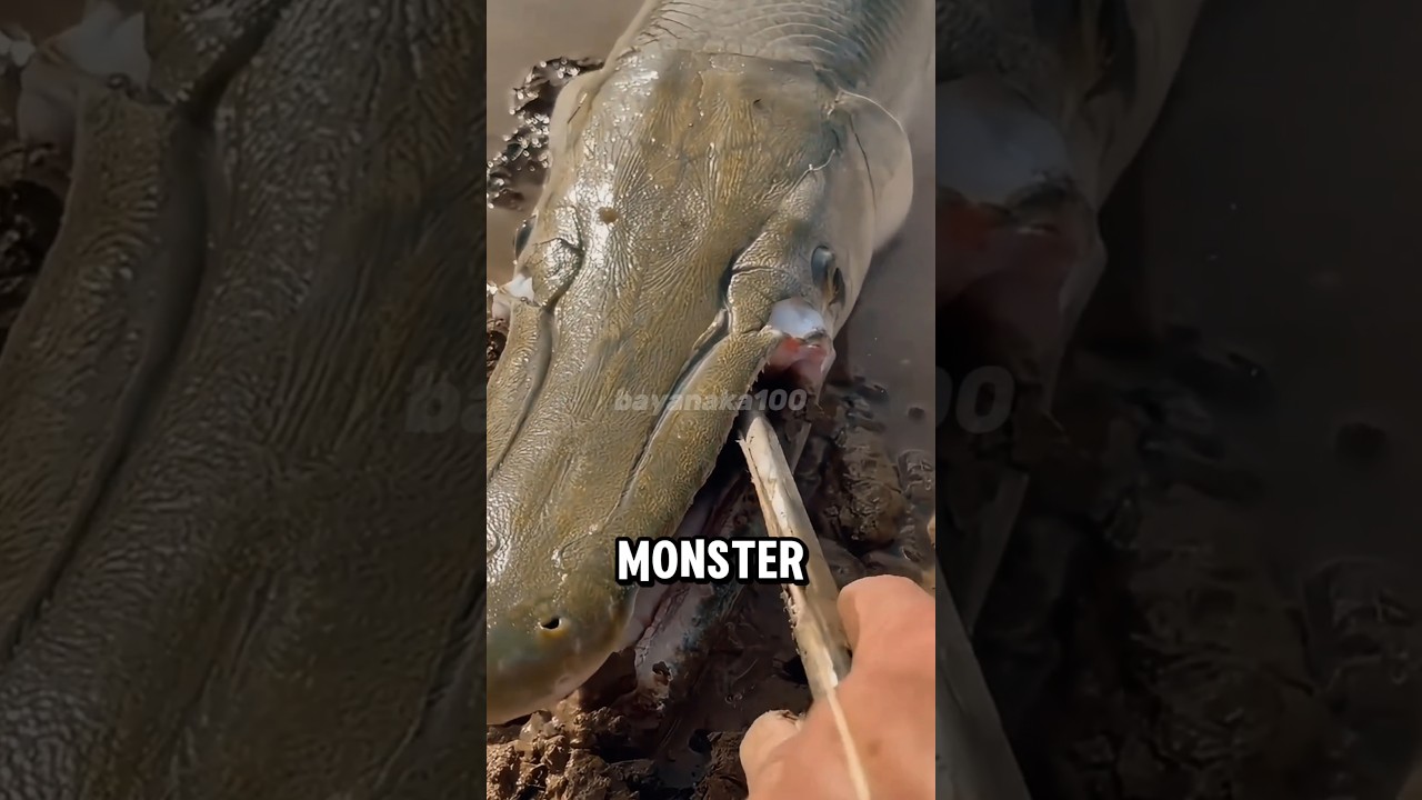 Predator Sungai yang Bikin Merinding! Aligator gar😲🐳