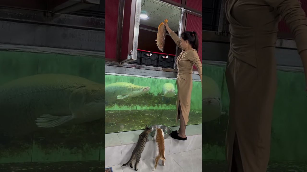 Majikan Lagi kasih Sarapan Ikan Predator Arapaima #ikanpredator #arapaima