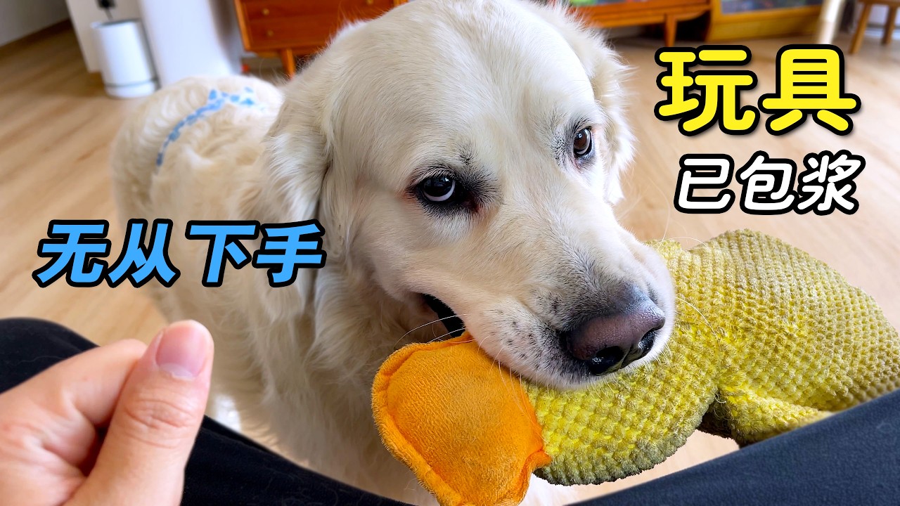 给狗狗洗脏脏玩具，狗狗竟然全程监督...