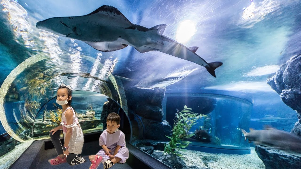 พาไปนั่งเรือกระจกดูปลาฉลามบนแทงค์ที่ SEA LIFE Bangkok Ocean World สยามพารากอน