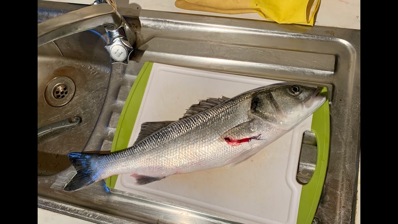 Spearfishing UK - Spring 2020