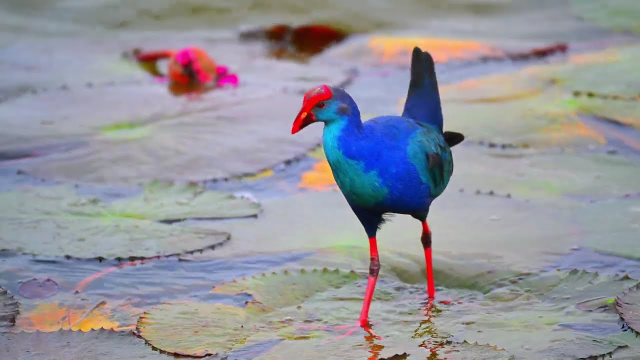 SWAMPHEN CLOSE UP SHOT,