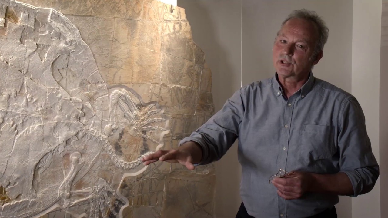 Naturkunde-Museum Bamberg: Mobbl - die größte Jura-Schildkröte weltweit