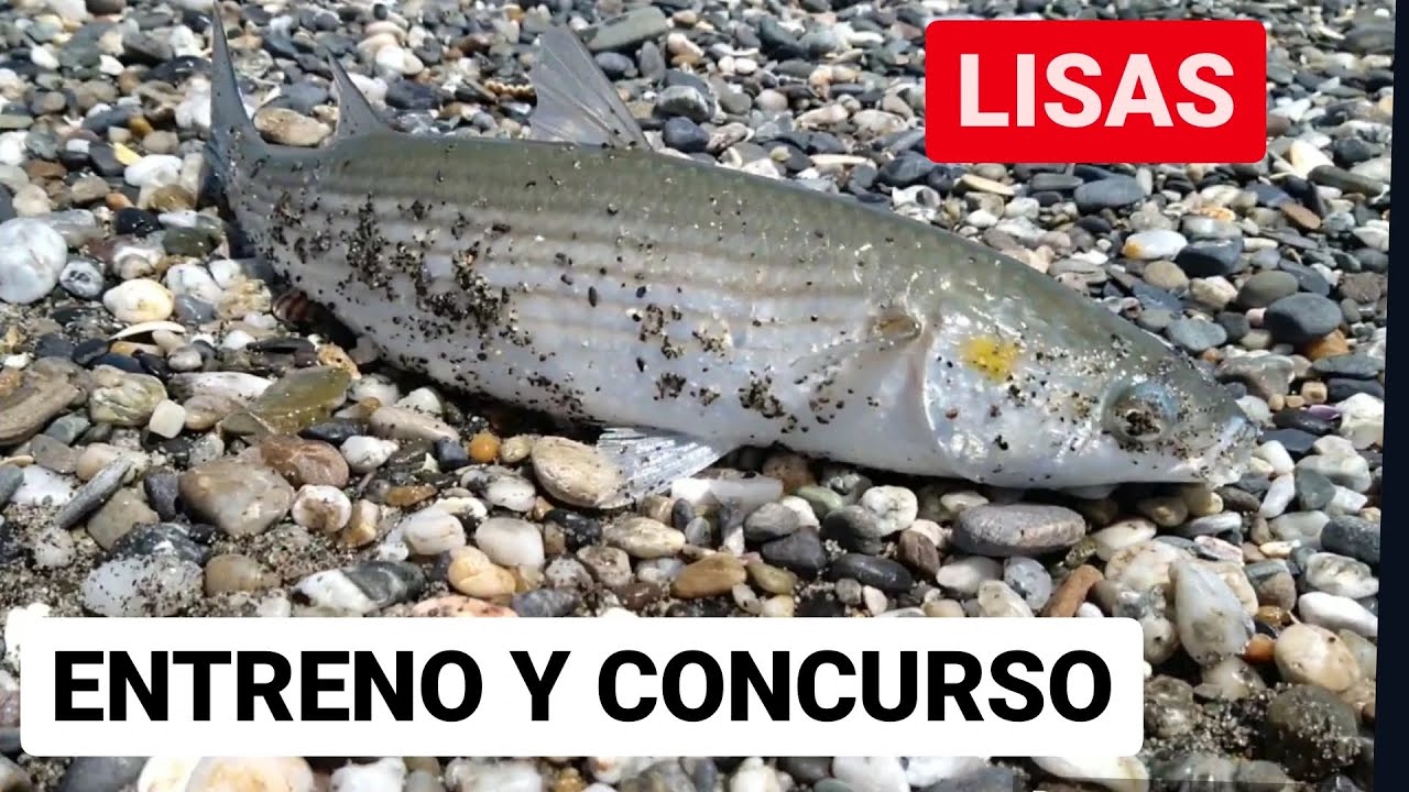 🐟 SURFCASTING 🐟  ENTRENO PESCA DE LISAS  + CONCURSO #pendiente