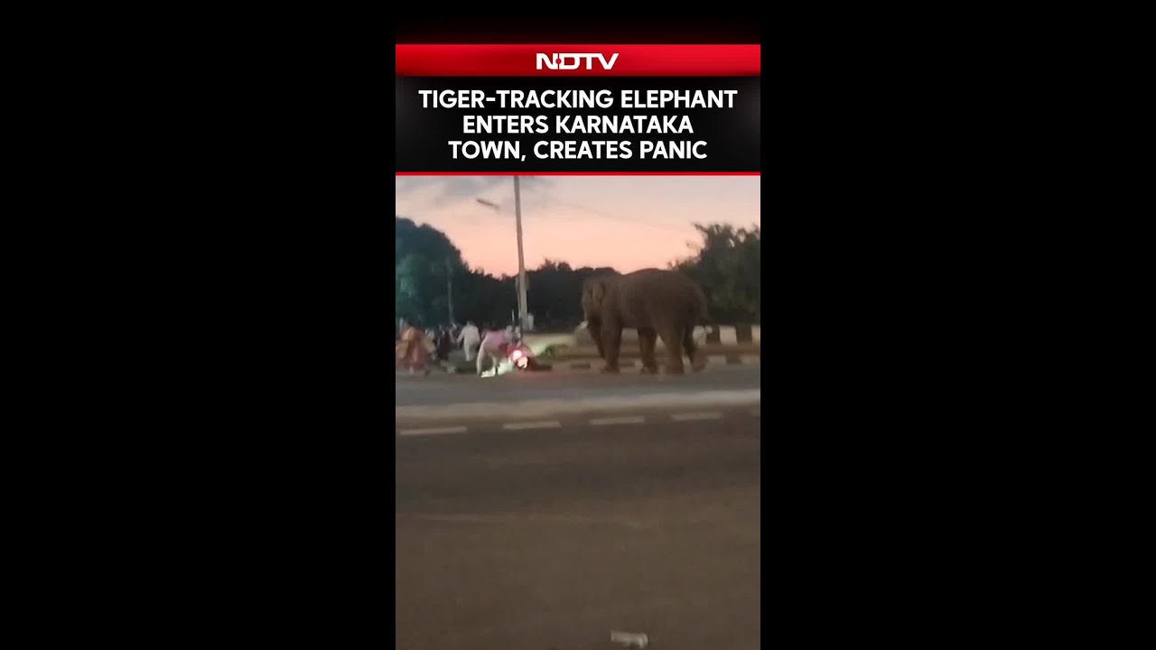 Viral Video | Elephant Brought For Tiger-Tracking Enters Karnataka Town, Creates Panic