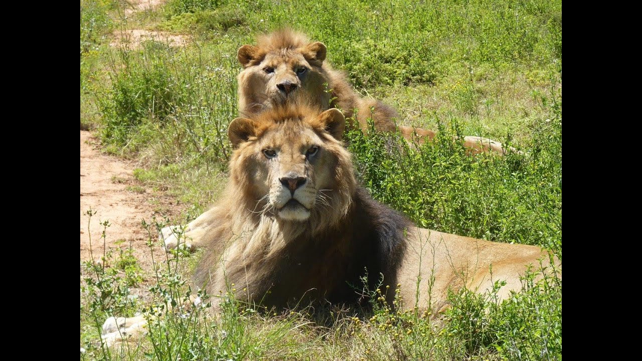 Jora and Black the Rescued Lions