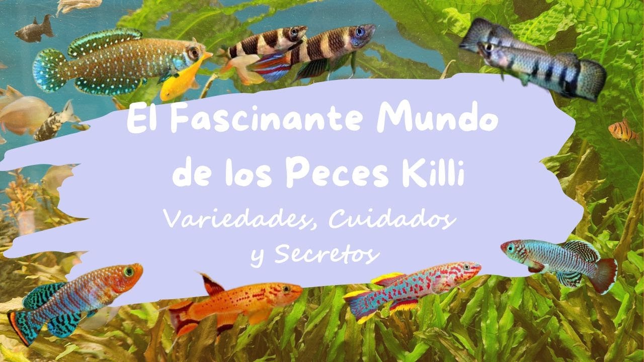 El Fascinante Mundo de los Peces Killi: Variedades, Cuidados y Secretos
