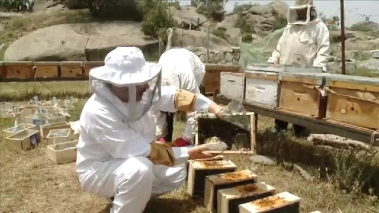 ياعسل # تعرف على  تسكين النحل  مع ابو منصور