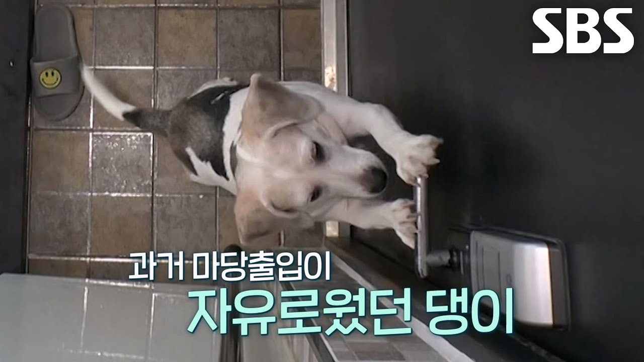 전문가가 진단한 댕이의 반복적인 가출 행동 이유!