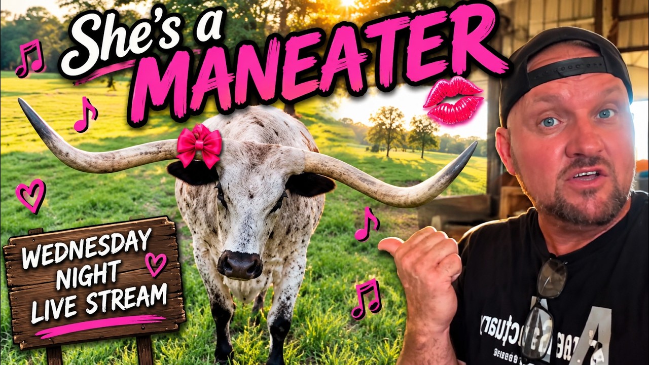 Afternoon Round Up!  LONGHORN & HORSES
