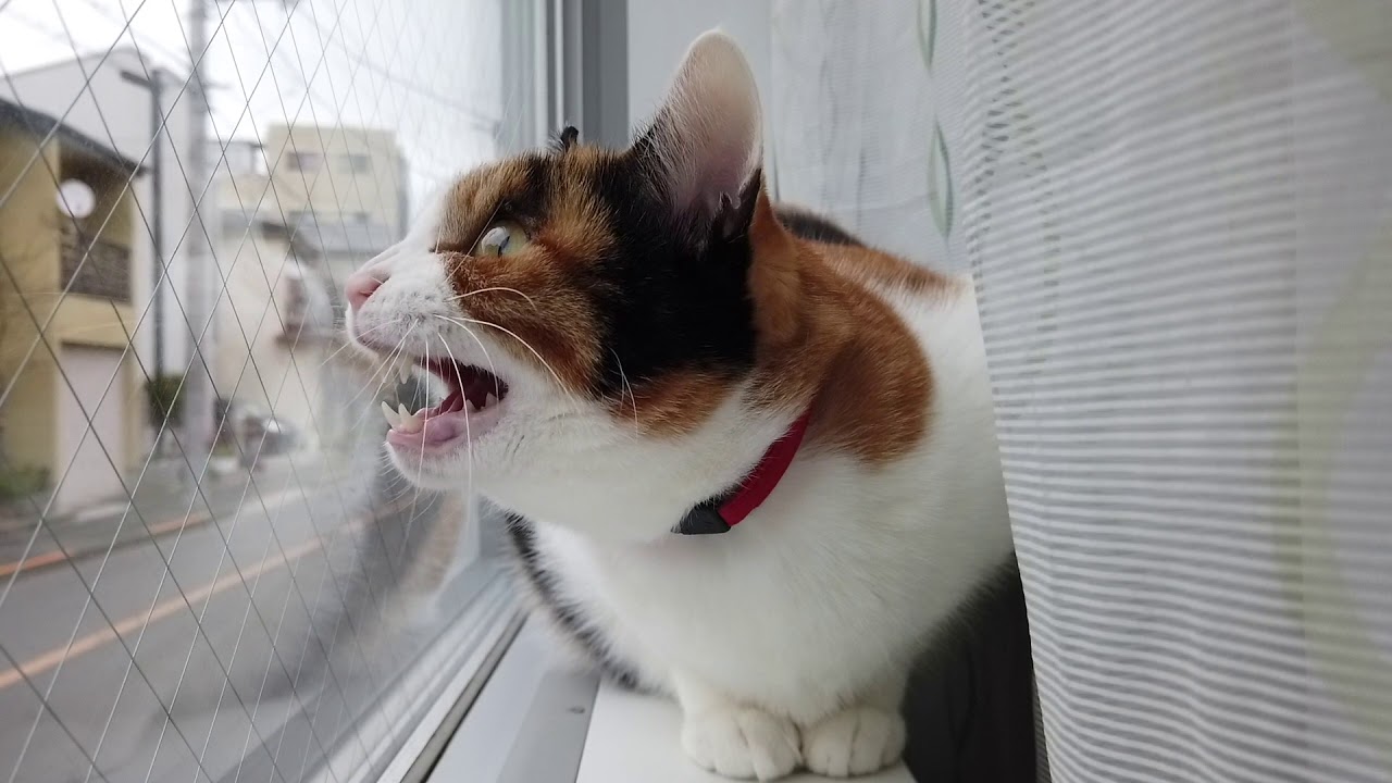 Cat Chattering and Mewl