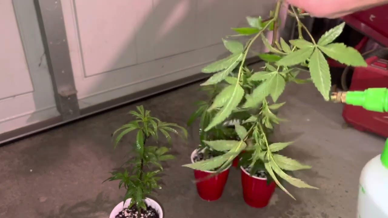 How To Spray For Sider Mites Using @doctorzymes