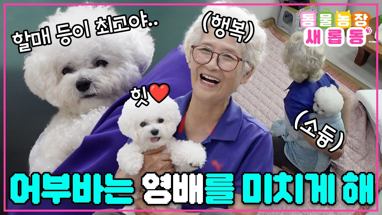 [#새롭동물농장] 할머니 나 어부바 해줘!😚 할머니 등에 찰싹 붙은 뽀얀 솜뭉치 영배🐶 / EP.1233 #TV동물농장 #AnimalFarm #SBSstory