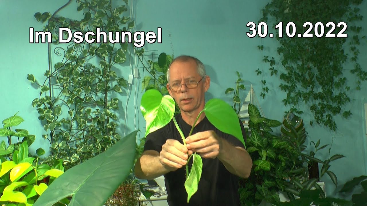 Dschungel Spezial mit Vermehrung. H2O2 Wasserreinigung und Versorgung von Pflanzen