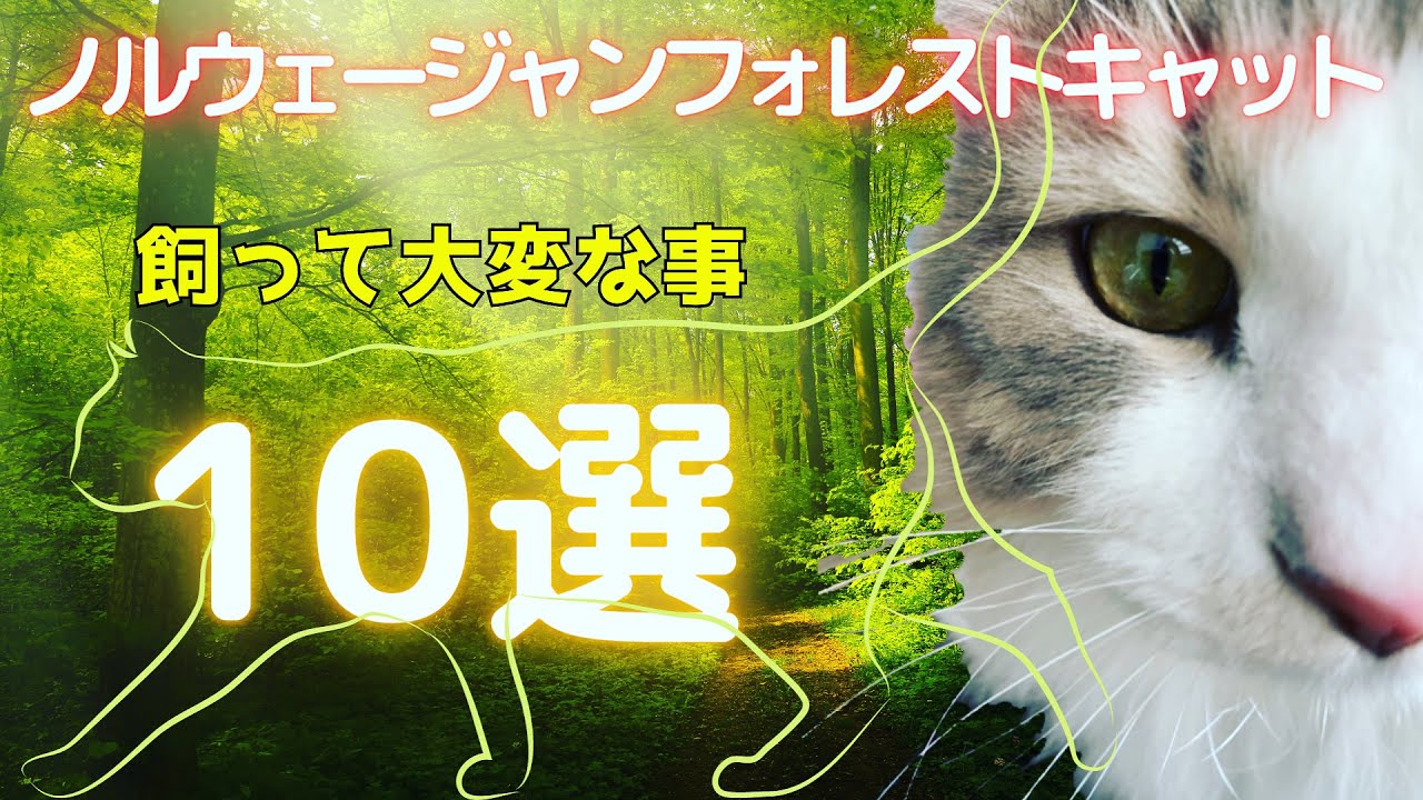 長毛種&times;大型猫を飼って大変なこと【10選】　【ノルウェージャンフォレストキャット】
