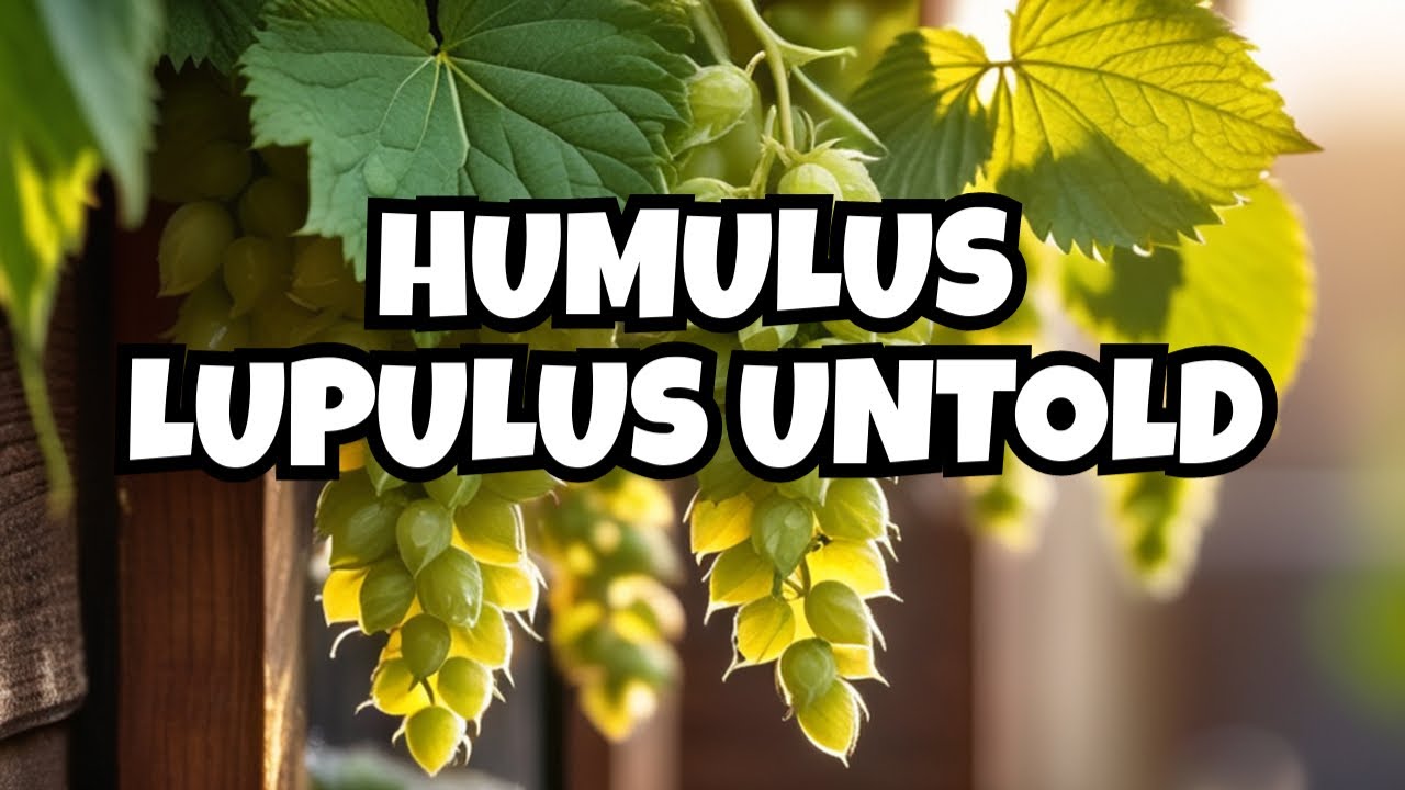 The Untold Secrets of Medicinal Hops: Unveiling Humulus Lupulus