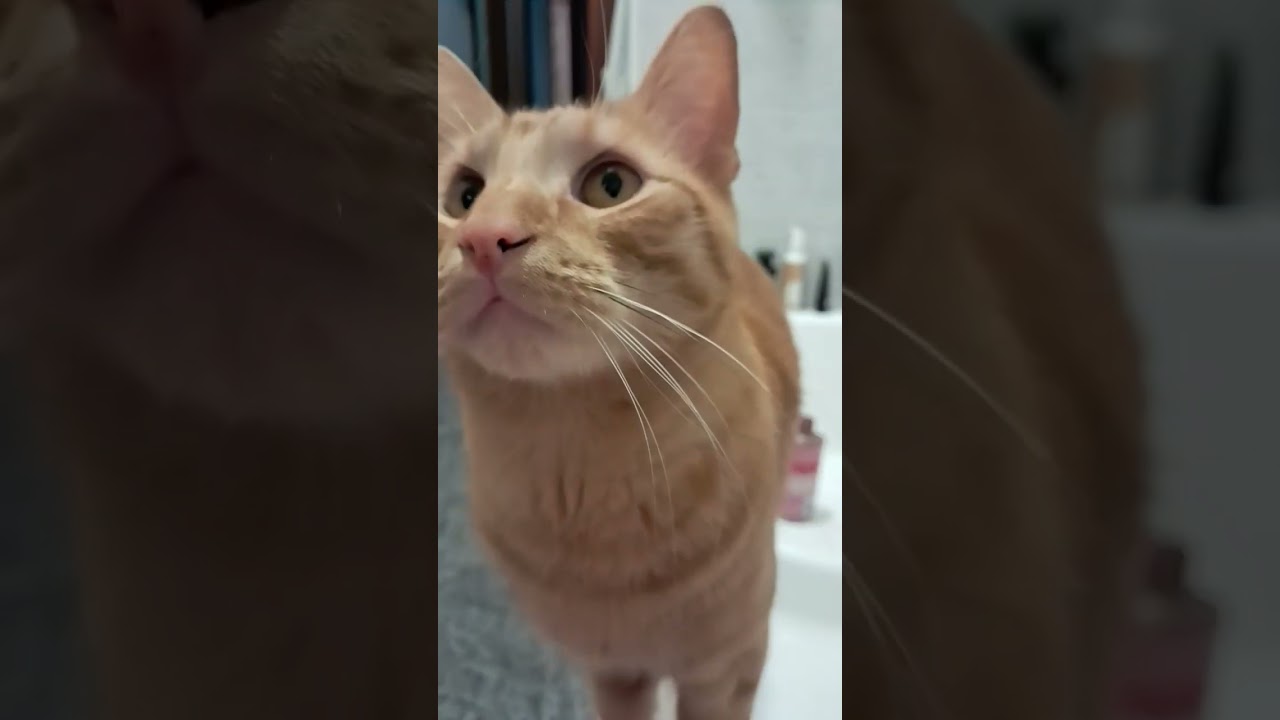 #micio #cat #cute #gingercat